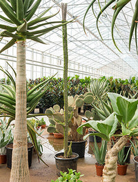 Alluaudia procera