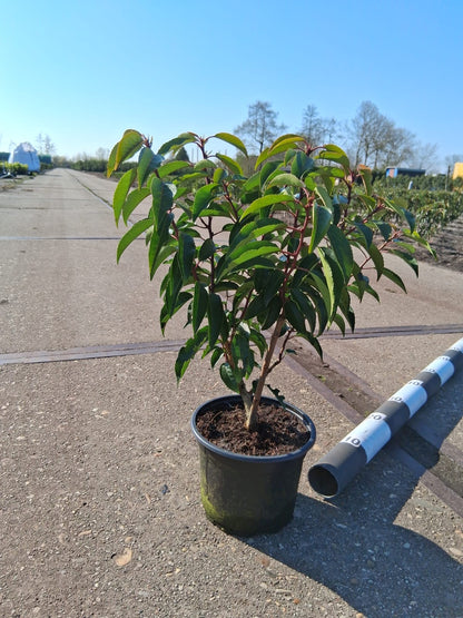 Prunus lusitanica 'Angustifolia' - portugese Laurier