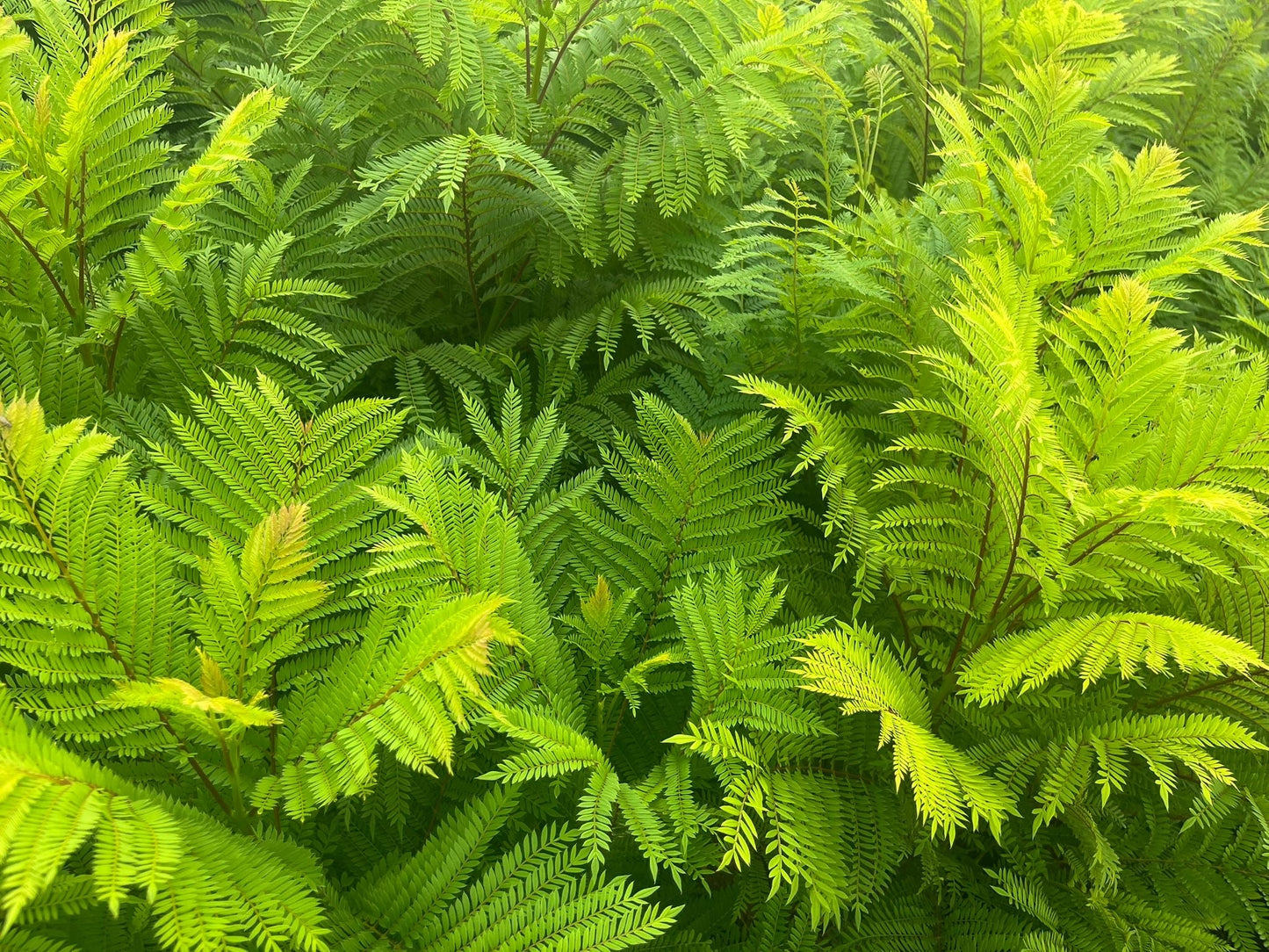 Jacaranda mimosifolia ‘Bonsai Blue’ - Dwerg-Jacaranda