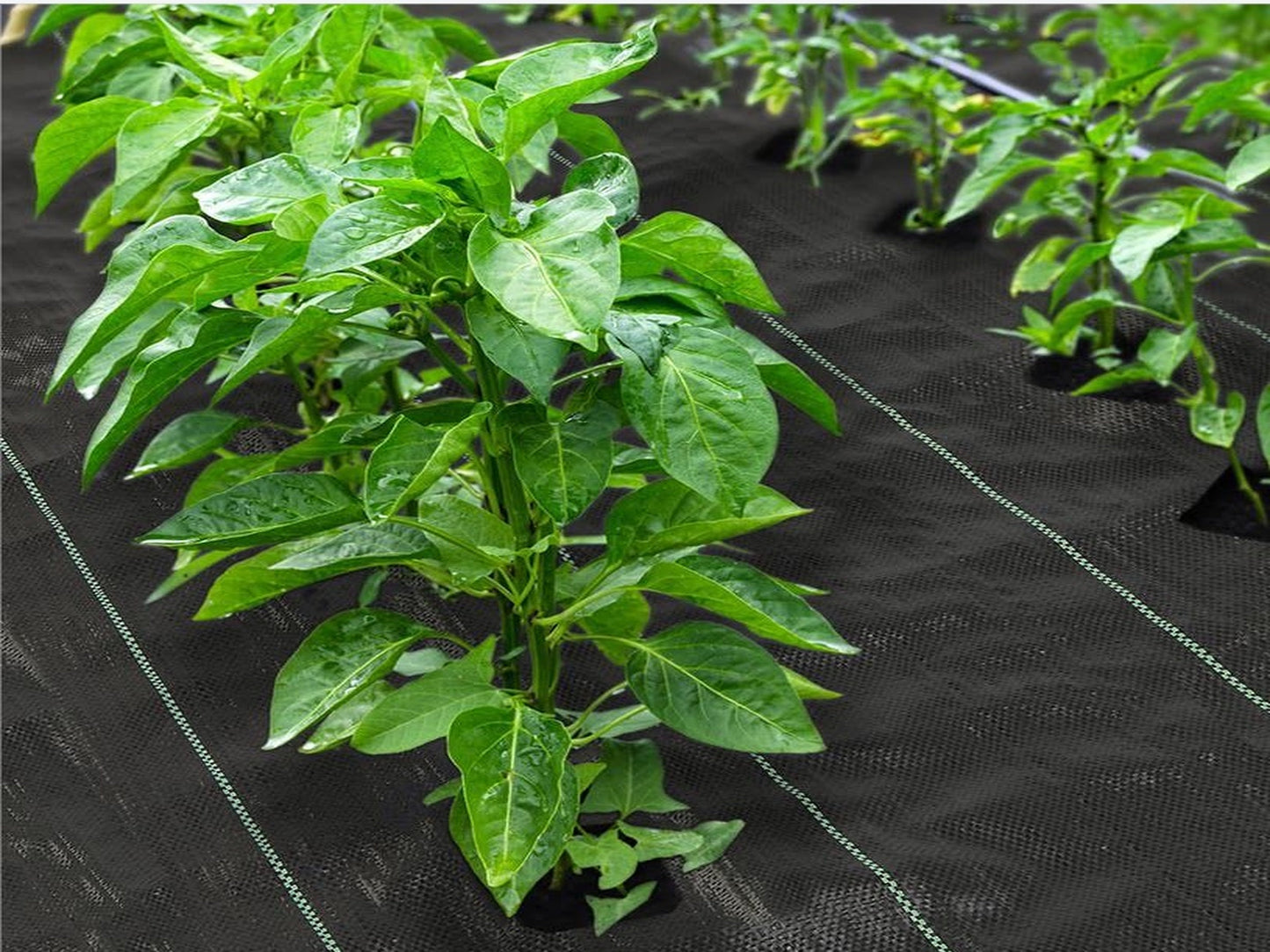 Grijs anti-worteldoek van AVOID, gemaakt van waterdicht materiaal met blauwe naad, bedoeld voor tuin- en groentekwekerijen om wortels te beschermen tegen onkruid en schade.