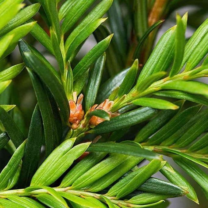 Taxus baccata - Venijnboom blote wortel