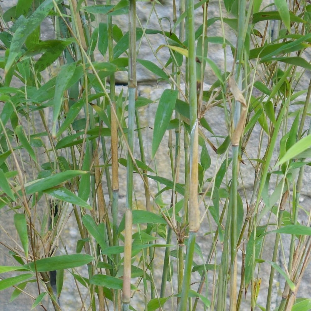 Fargesia nitida 'Great Wall' - Niet woekerende bamboe