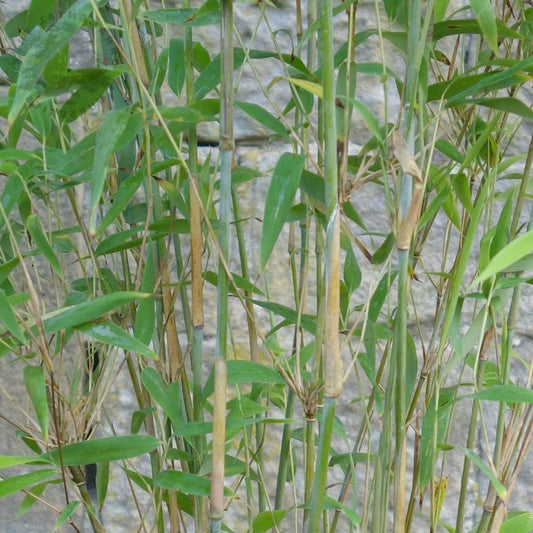 Fargesia nitida 'Great Wall' - Niet woekerende bamboe