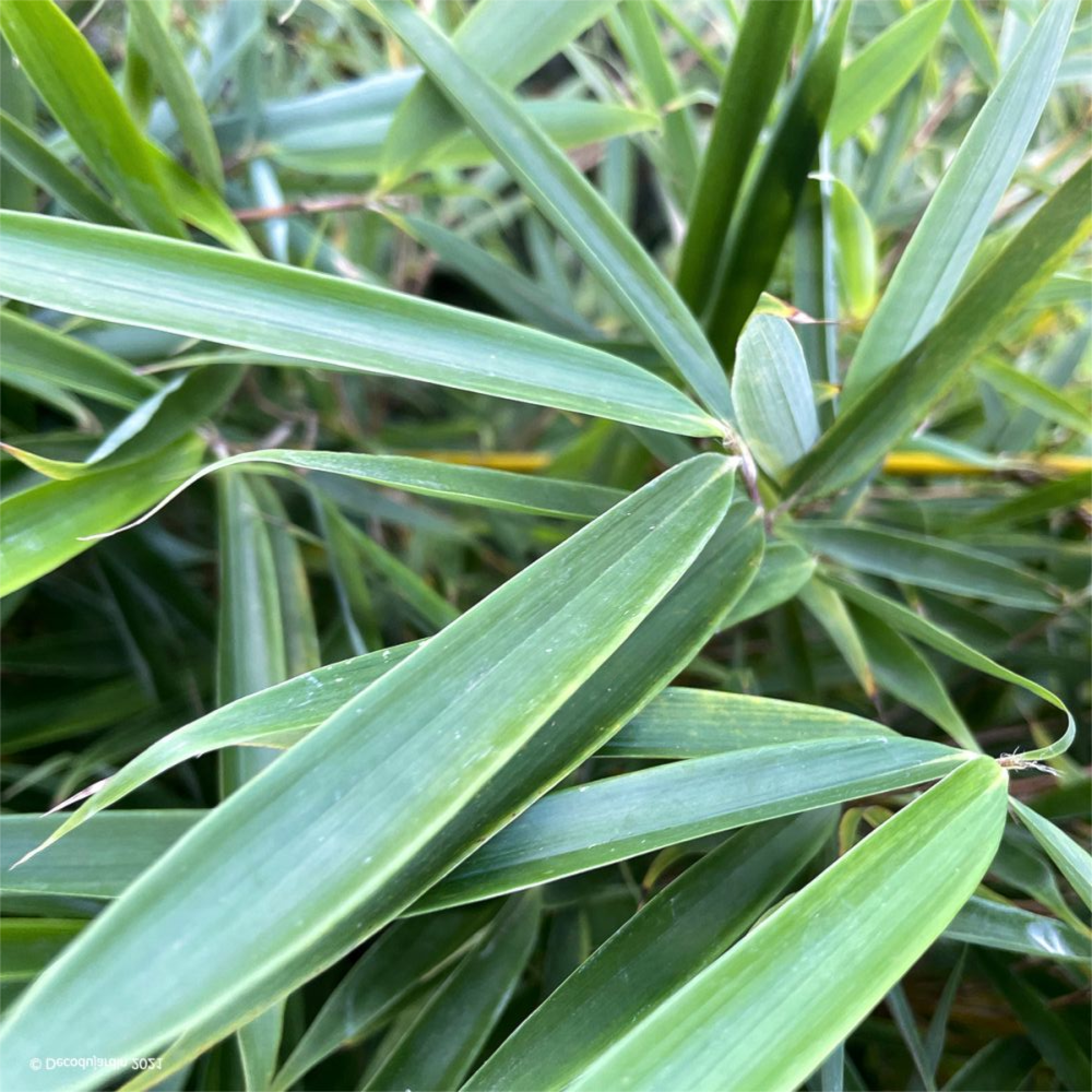 Fargesia robusta 'Campbell' - Niet woekerende bamboe