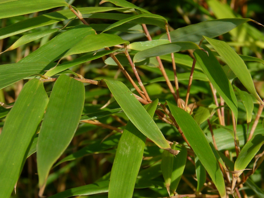 Fargesia rufa - Niet woekerende bamboe