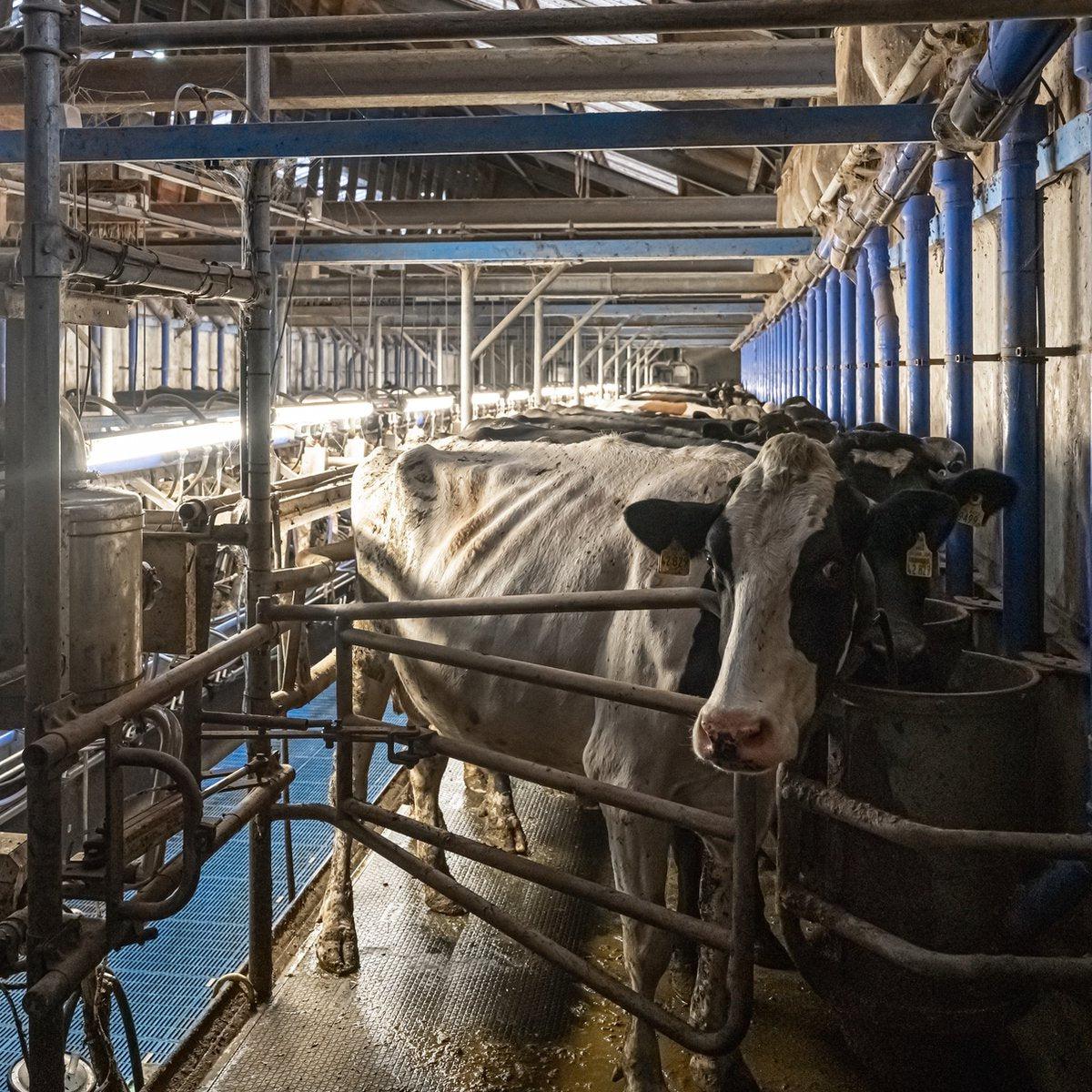 FarmPro LED TL armatuur 150 cm  - Agrarische LED TL verlichting  - Ammoniak- en waterbestendig  - IP69K