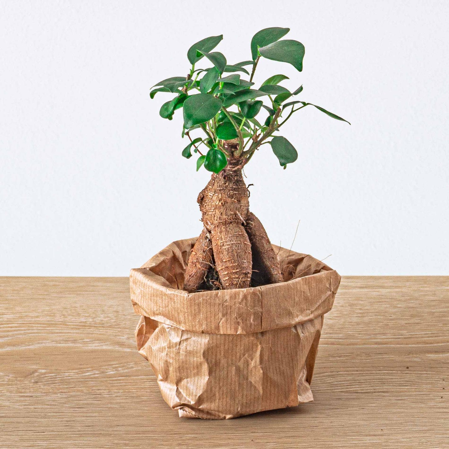Comnox - Ficus Ginseng Bonsai - Natuurlijke decoratie voor binnen - 15 cm