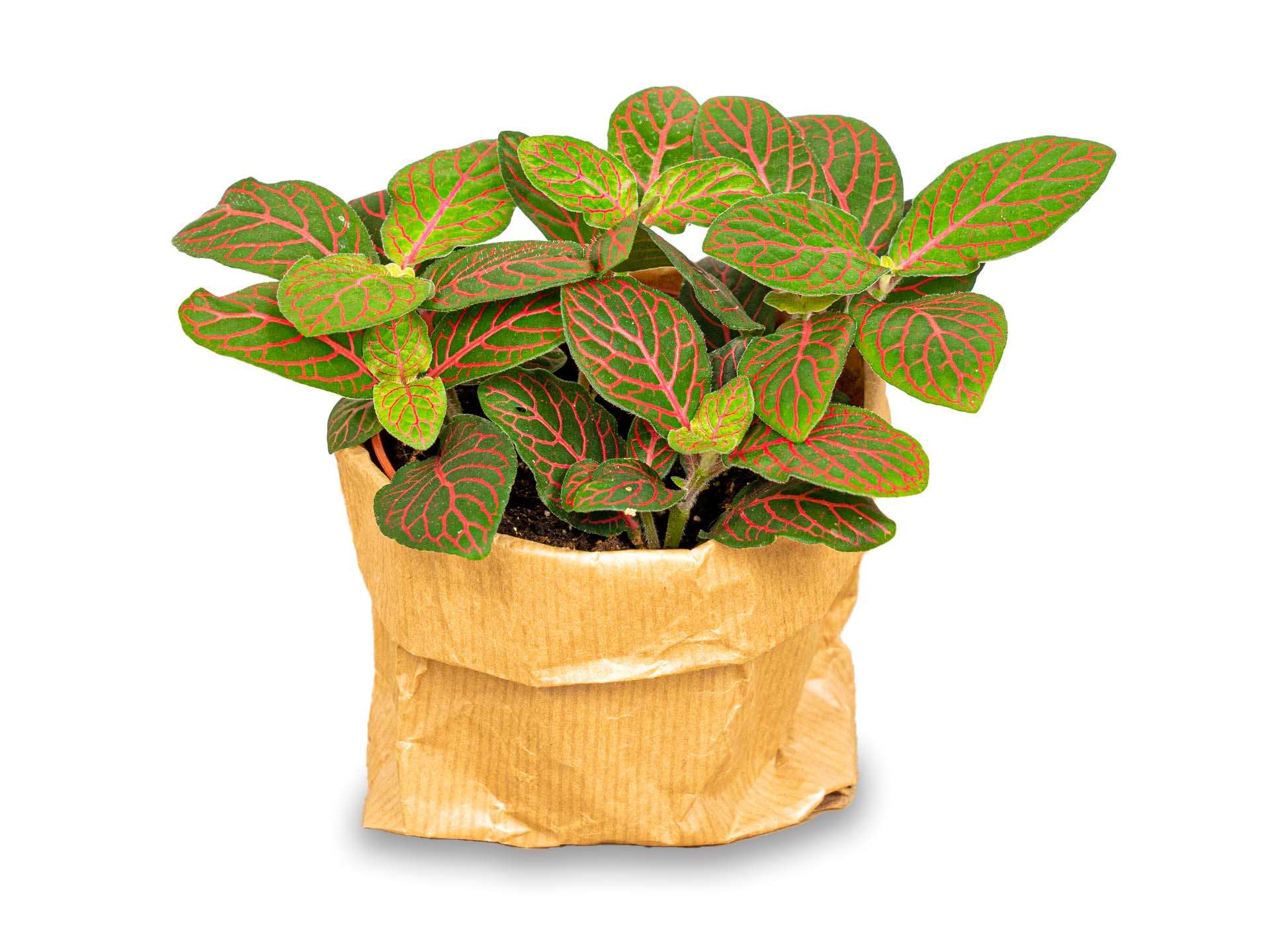 Fittonia Joly Josan - Red and green - Mosaic plant – Terrarium plant – Comnox Company