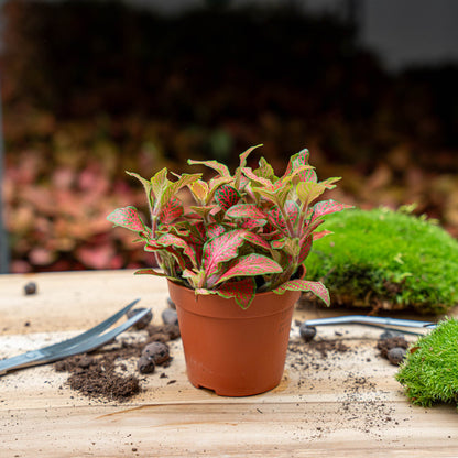 Plant terrarium set - Lancifolia - 3 plants - Calathea Lancifolia - Red & White Fittonia