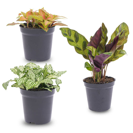 Drie kleurrijke binnenplanten in zwarte potten: een met roze-gele bladeren, een met witte nerven en een met paarse en groene bladeren, perfect voor decoratieve interieurs.