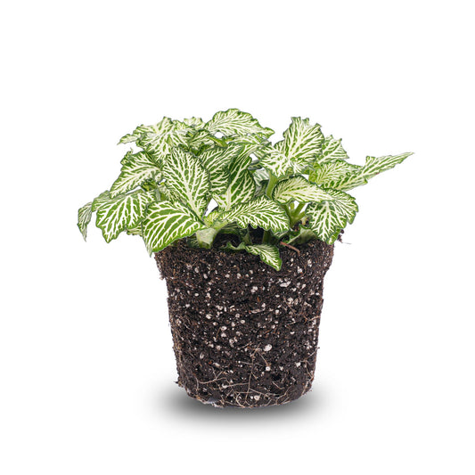 Een levendige, groene netbladplant met witte aders, geplaatst in een donkere, organische pot. Perfect voor binnenruimtes als decoratieve tuinplant of air-purifier.