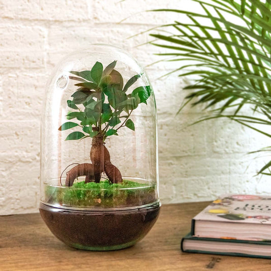 Een glazen klok met een groene plant en zichtbare wortels, geplaatst op een houten tafel. Perfect voor binnenruimte decoratie en plantenverzorging.