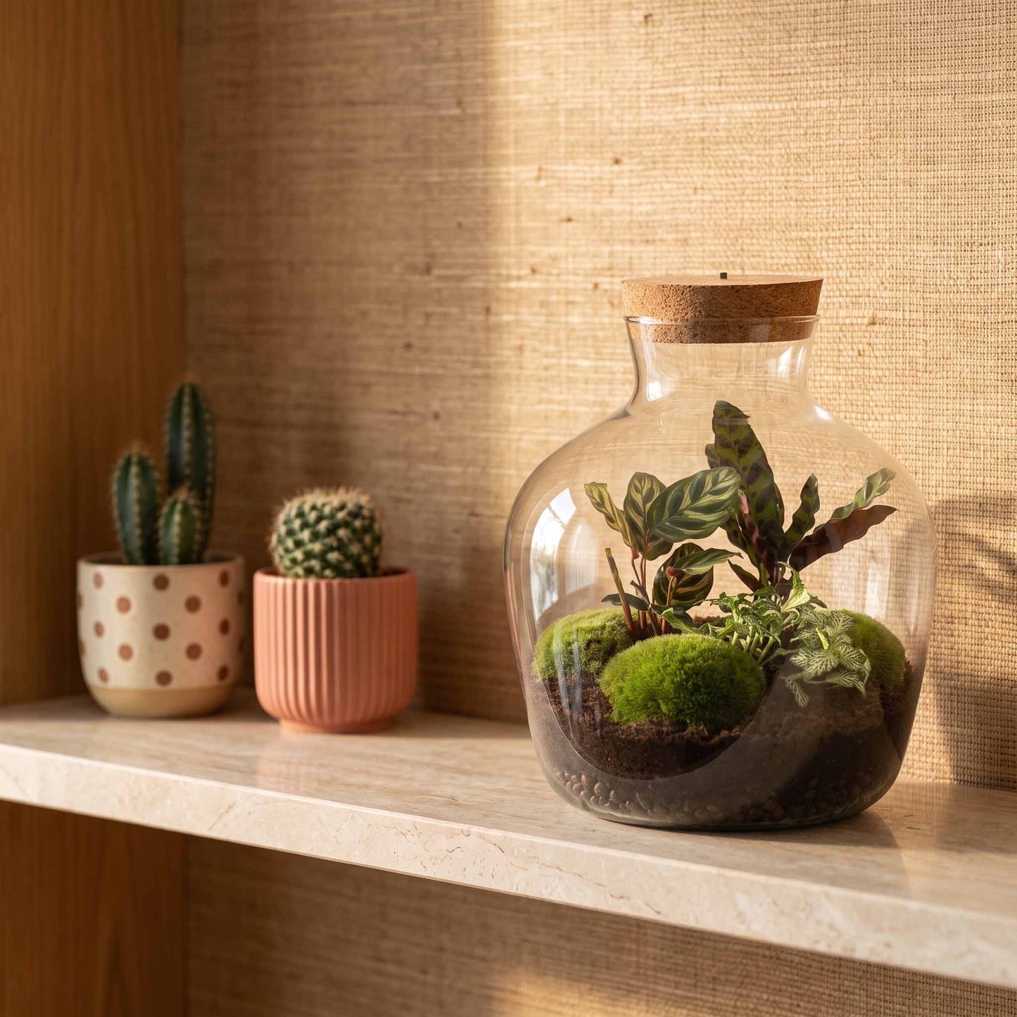 Comnox - Fat Joe - DIY Terrarium Kit met LED-verlichting - Zelfbouw Ecosysteem