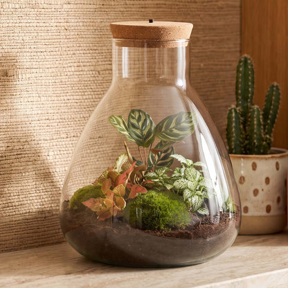 Comnox - Sam Calathea - DIY Terrarium Kit met LED - 30 cm