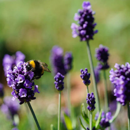 Lavandula angustifolia 'Blue Scent' - Blauwe lavendel