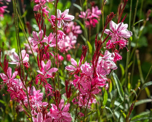 Bloeiende roze en witte bloemen met donkerrode stengels, geplaatst in een zonnige tuin. Perfect voor tuinversiering en decoratieve planten in de zomer.