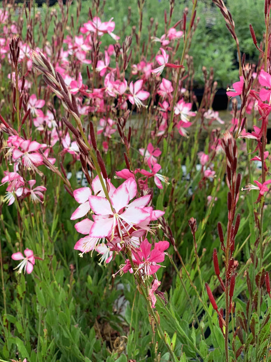 Een bloeiende Oosterse Oliebloem met zachte roze en witte bloemen, groene bladeren en donkerrode stengels, perfect voor tuinversiering en decoratieve planten in een bloembed.