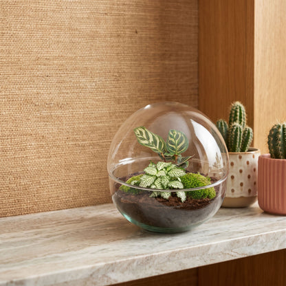 Comnox - Dome - DIY Terrarium Kit - Zelfregulerend Ecosysteem - 20 cm