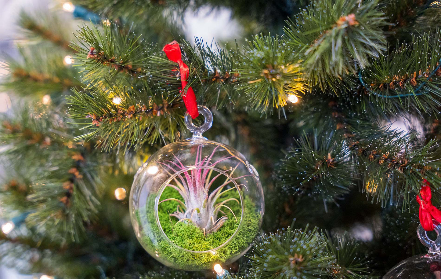 Glass Christmas Ball - Airplant and Reindeer Moss – Christmas – Comnox Company
