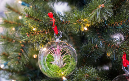 Glass Christmas Ball - Airplant and Reindeer Moss – Christmas – Comnox Company