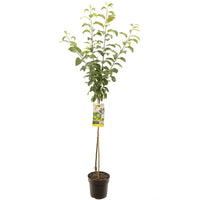 Malus domestica 'Granny Smith' - Groene appel - Halfstam