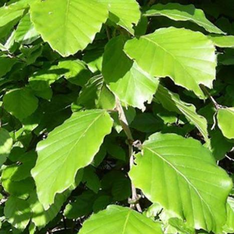 Fagus sylvatica - Groene beukenhaag in pot - 40-60cm pakketten