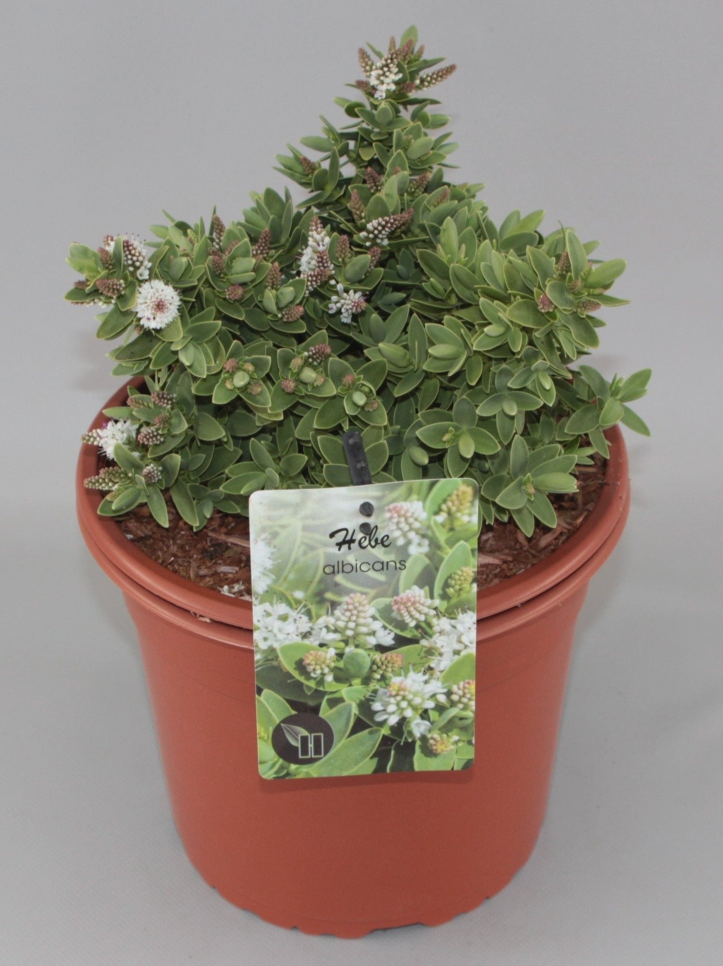 Hebe albicans - Struikveronica