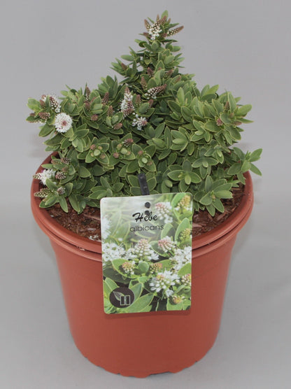 Hebe albicans - Struikveronica