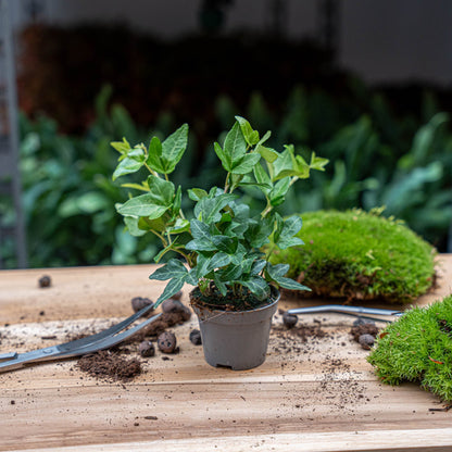 Hedera helix - Ø 6 cm - Houseplant & Terrarium plant