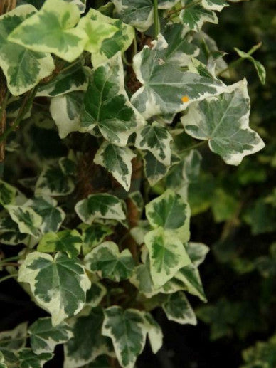 Groene klimplant met blauwe decoratieve ballen, geplaatst in zwarte potten en een witte verpakking. Ideaal voor binnen- en buitenruimte als decoratieve tuinplant.