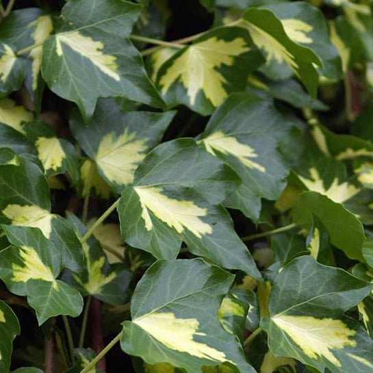 Hedera helix 'Goldheart' - kleinbladige klimop