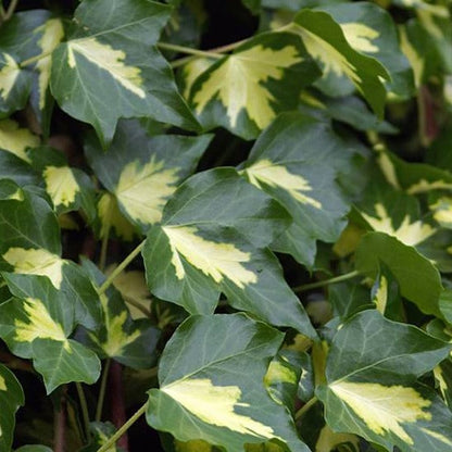 Hedera helix 'Goldheart' - kleinbladige klimop