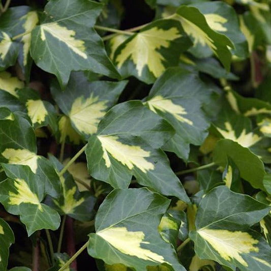 Hedera helix 'Goldheart' - kleinbladige klimop