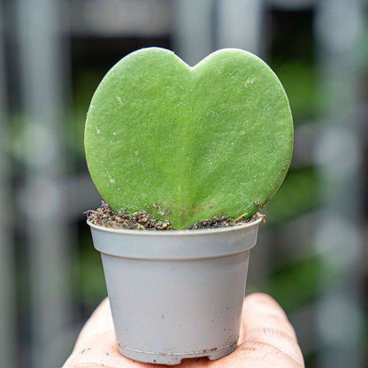 Hoya Kerrii - Heartplant - ↑ 10 cm - ⌀ 6 cm – Plant – Comnox Company
