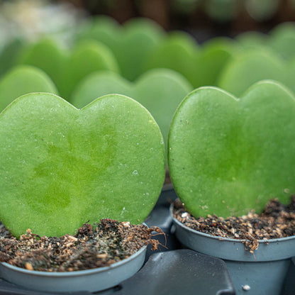 Hoya Kerrii - Heartplant - ↑ 10 cm - ⌀ 6 cm