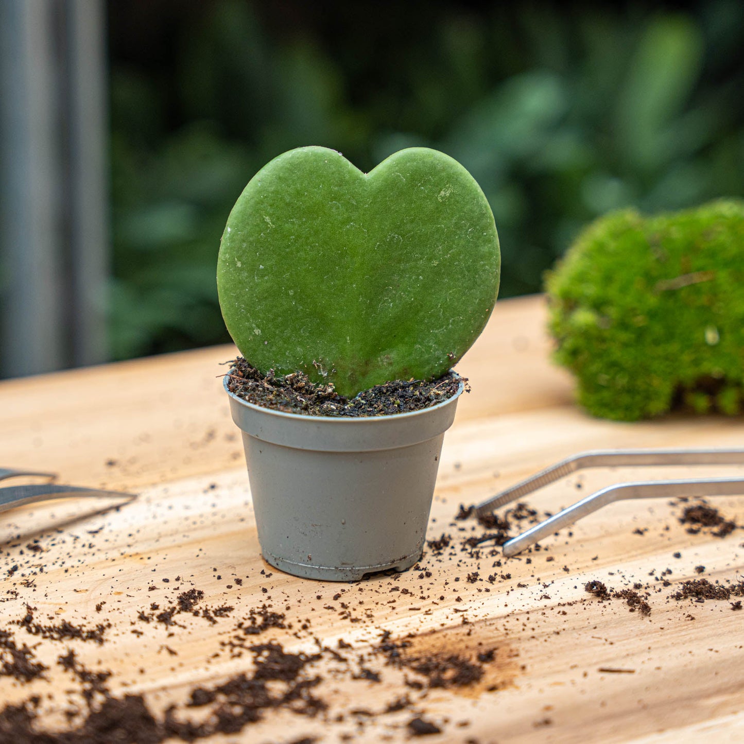 Hoya Kerrii - Heartplant - ↑ 10 cm - ⌀ 6 cm