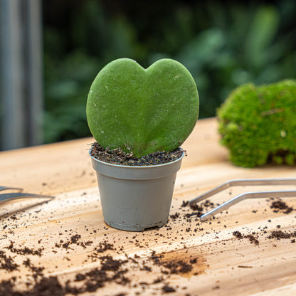 Hoya Kerrii - Heartplant - ↑ 10 cm - ⌀ 6 cm