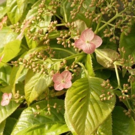 Hydrangea anomala ‘Crug Coral’ - Roze klimhortensia