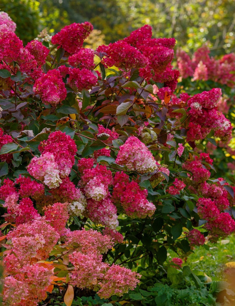 Hydrangea paniculata 'Wim's Red' - Rode Pluimhortensia op stam