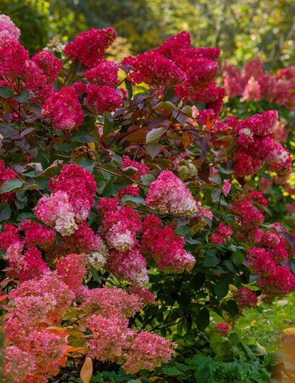 Hydrangea paniculata 'Wim's Red' - Rode Pluimhortensia op stam