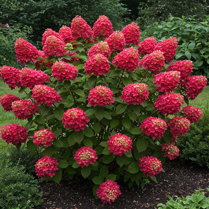 Hydrangea paniculata 'Wim's Red' - Rode Pluimhortensia op stam