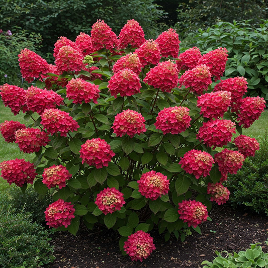 Hydrangea paniculata 'Wim's Red' - Rode Pluimhortensia