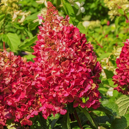 Hydrangea paniculata 'Wim's Red' - Rode Pluimhortensia