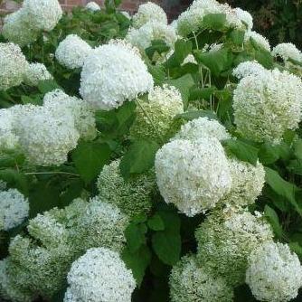Hydrangea arborescens 'Annabelle' - Bolhortensia