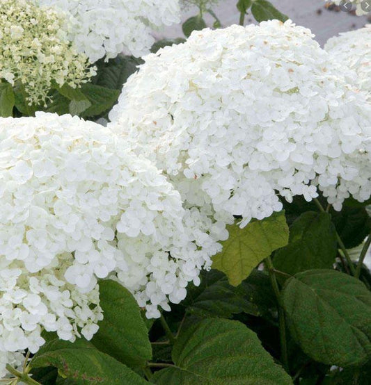 Hydrangea arborescens 'Annabelle' - Bolhortensia