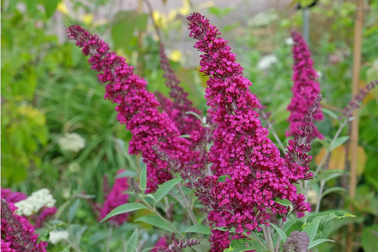 Vuurrode buddleia bloemen met fijne, dichte bloemtrossen staan in een groene tuin. Perfect voor tuinieren en decoratie in een bloembed of als tuinaccent.