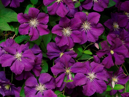 Clematis mix - Blauw/Paars - Pakket van 10