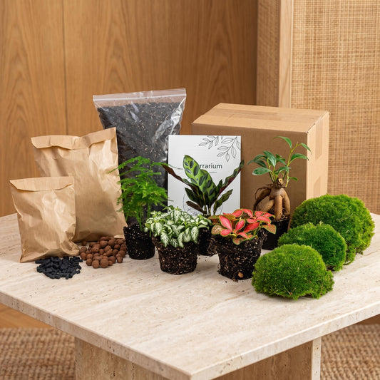 Comnox - Plant terrarium Refill & Starter kit - DIY pakket met 5 planten