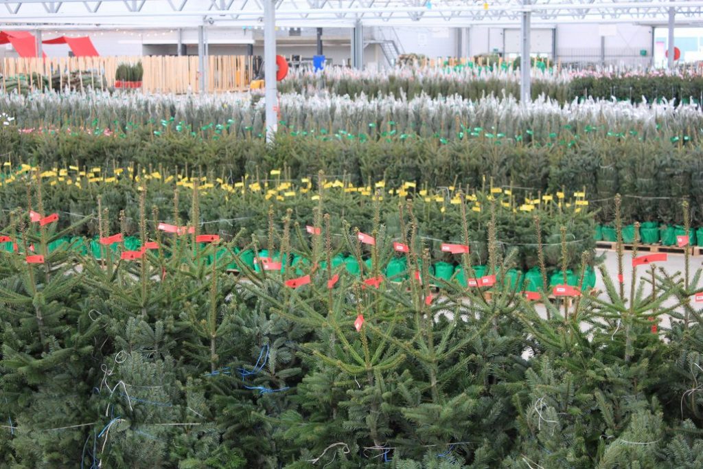 Fijnspar kerstboom 'Super' in pot - Picea Abies - 80/200cm