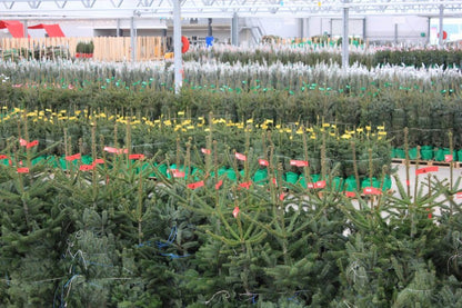 Fijnspar kerstboom 'Super' in pot - Picea Abies - 80/200cm